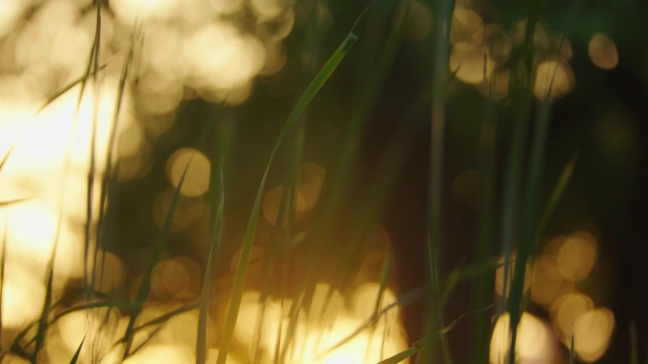 夕阳下的芳草，阳光中摆动的草视频下载