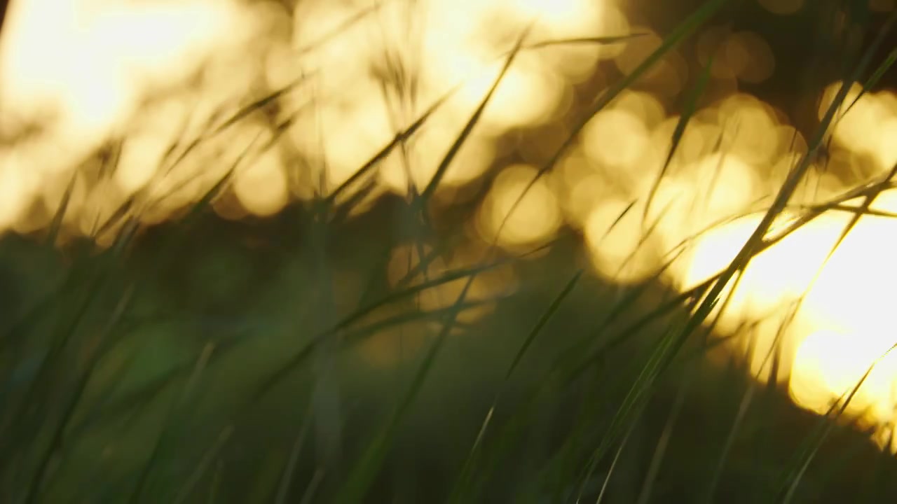 夕阳下的芳草，阳光中摆动的草视频素材