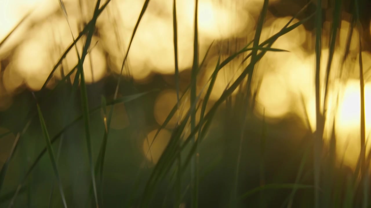 夕阳下的芳草，阳光中摆动的草视频下载