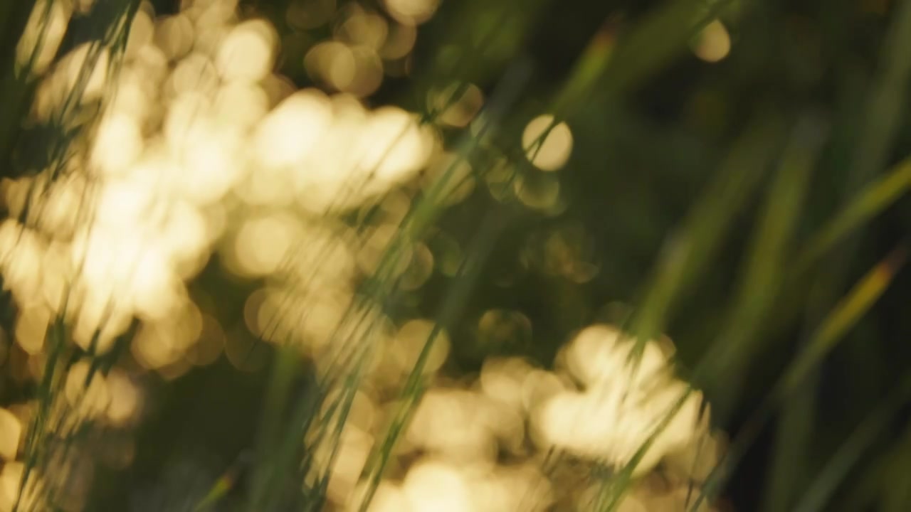 夕阳下的芳草，阳光中摆动的草视频下载