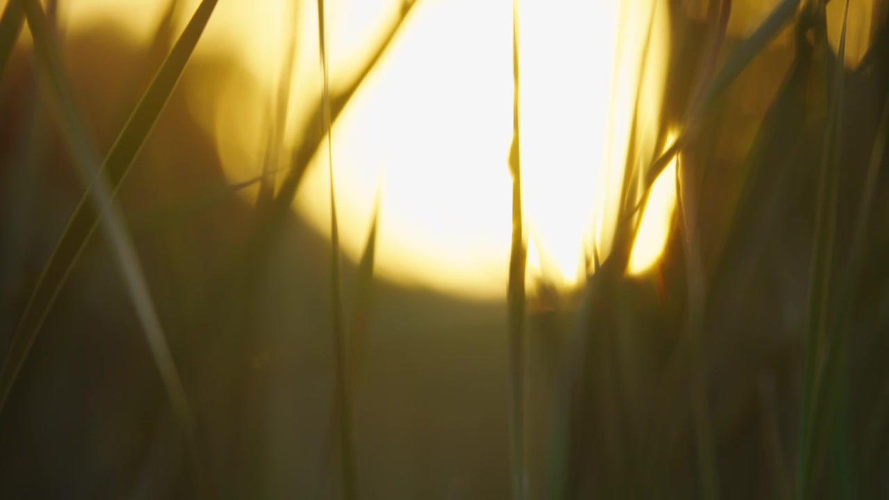 夕阳下的芳草，阳光中摆动的草视频下载