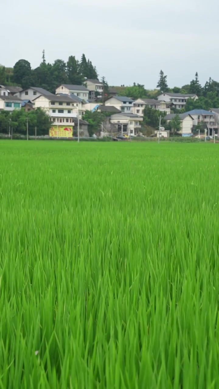 贵州夏季稻田风光 风吹麦浪视频素材