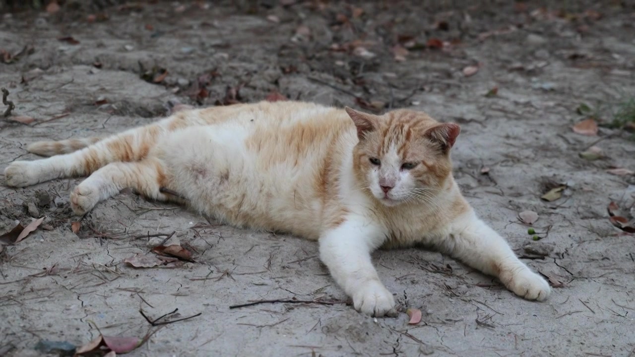 一只猫卧在土地上休息睡觉视频下载