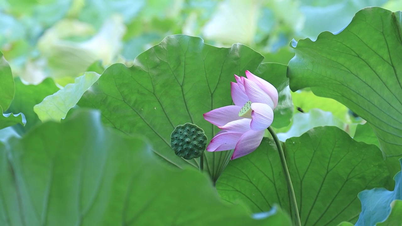 阳光下的莲蓬和荷花视频素材