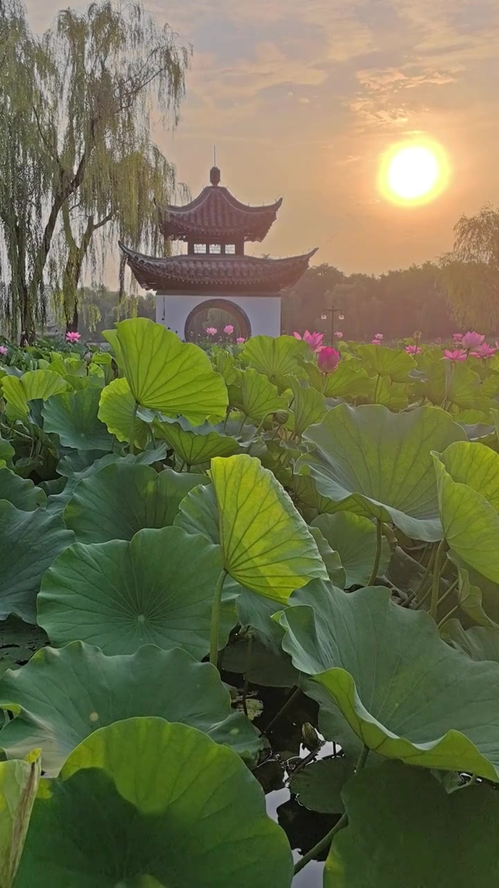 夏日清晨北京陶然亭公园吹台亭视频素材