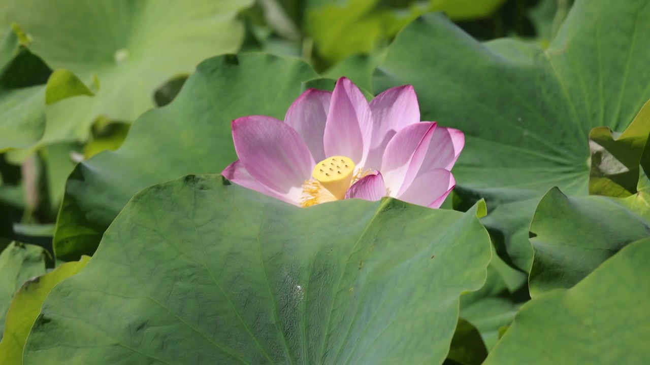 夏日荷花视频素材