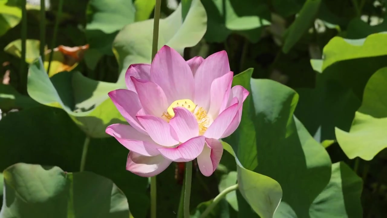 夏日荷花视频素材