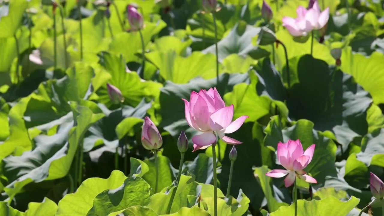 夏日荷花视频素材