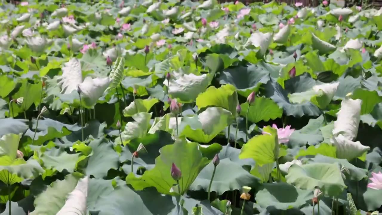 夏日荷花视频素材