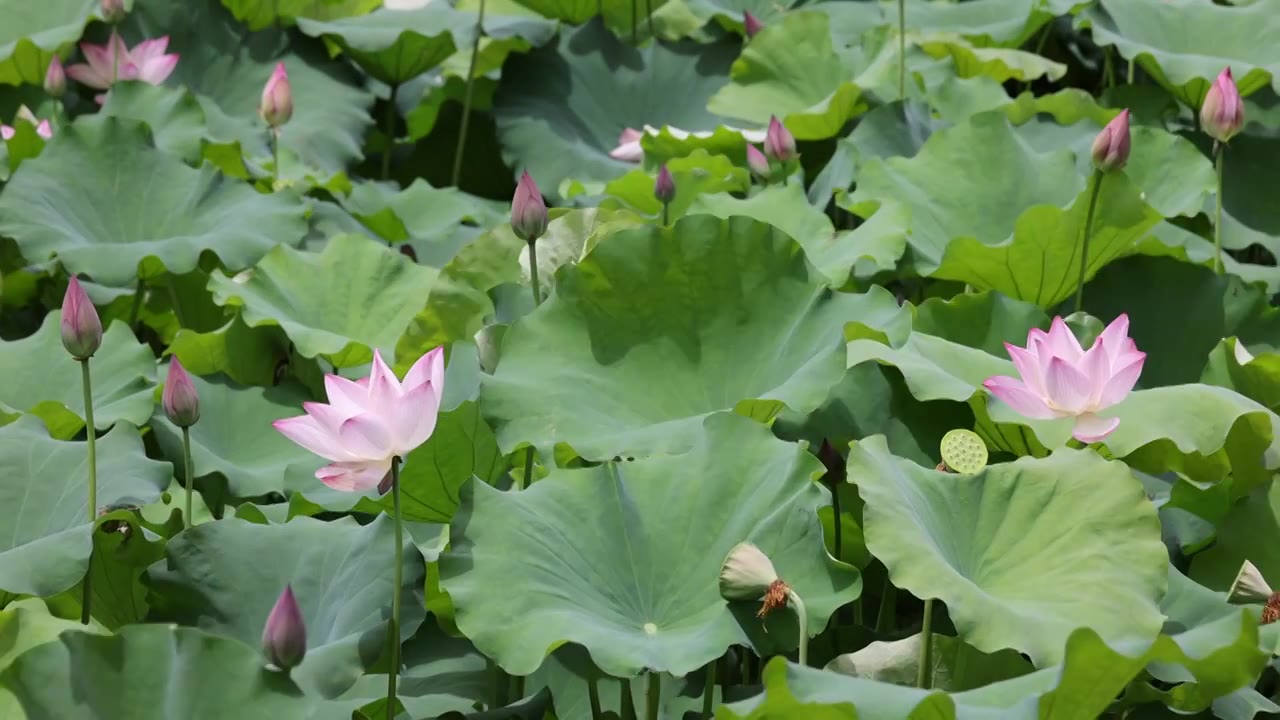 夏日荷花视频素材