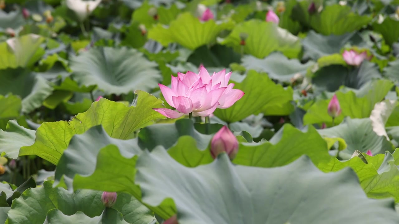 夏日荷花视频素材