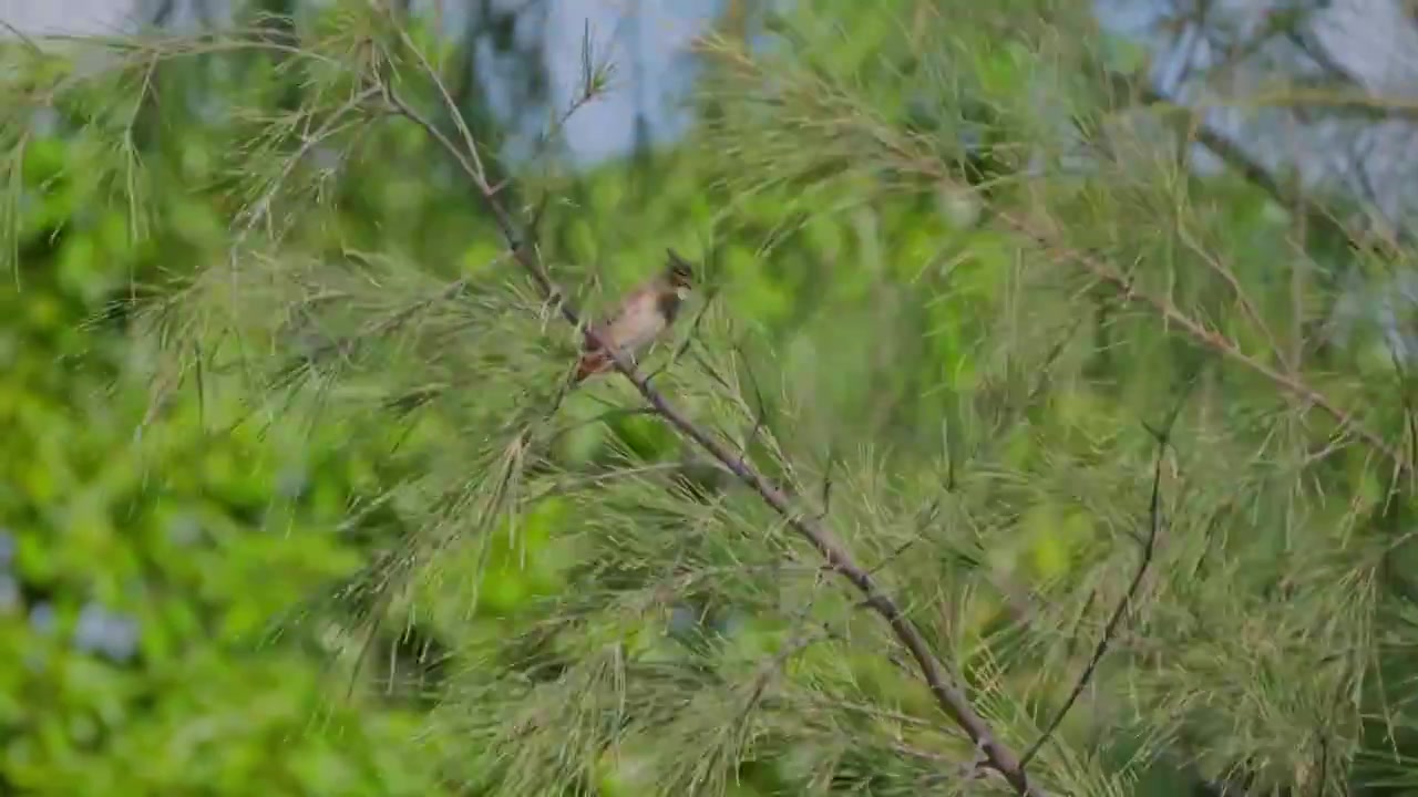 雀形目野生鸟类动物红耳鹎，在树枝上嬉戏视频素材