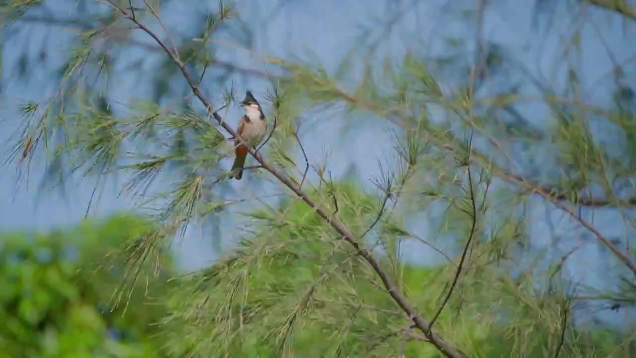 雀形目野生鸟类动物红耳鹎，在树枝上嬉戏视频素材