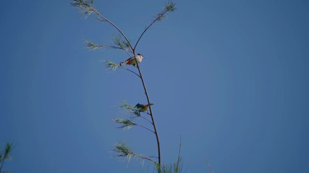 雀形目野生鸟类动物红耳鹎，在树枝上嬉戏视频素材