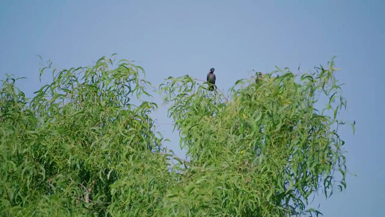 广东深圳湾滨海公园，雀形目八哥在树上栖息视频素材