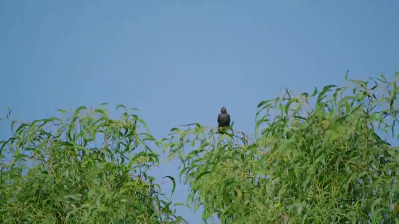 广东深圳湾滨海公园，雀形目八哥在树上栖息视频素材