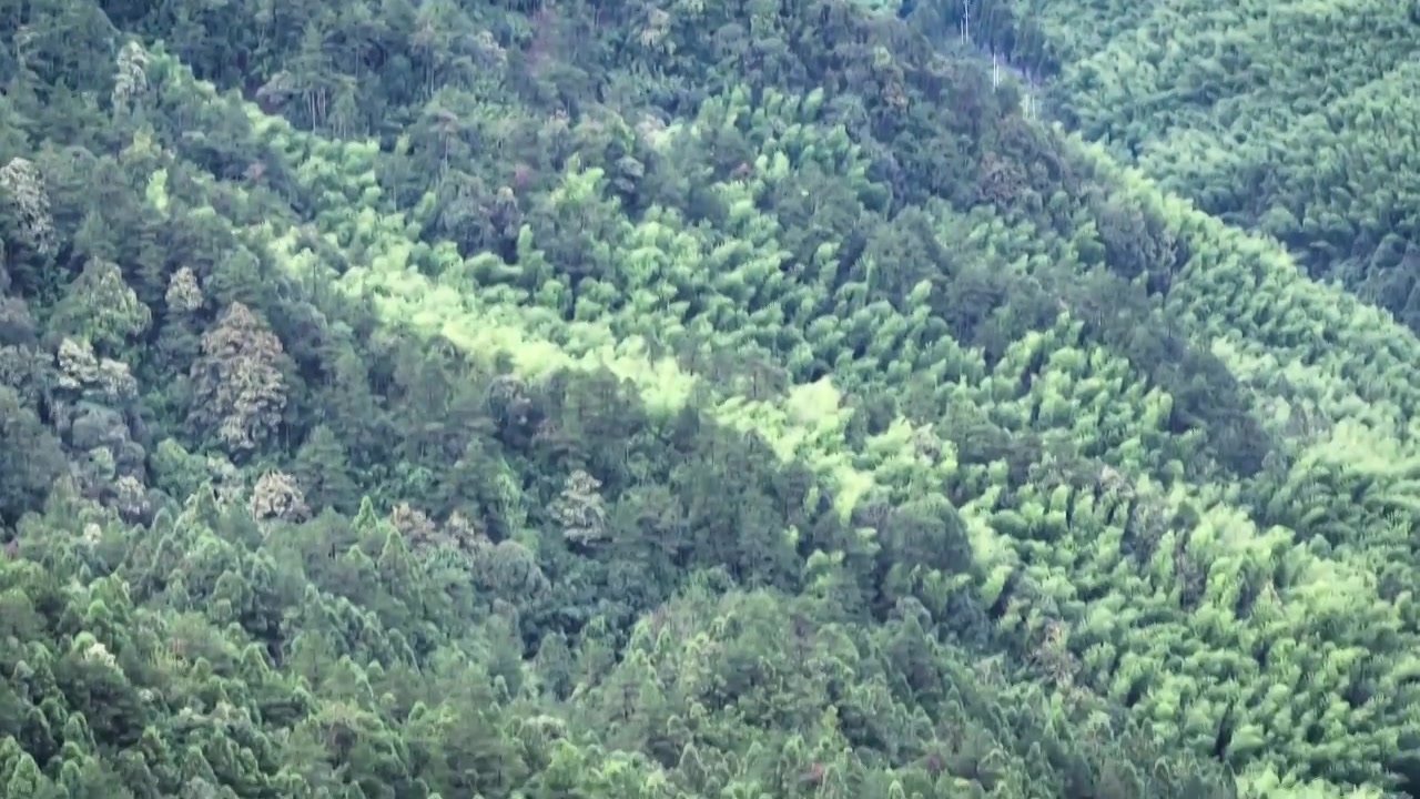 桐木关位于福建省武夷山市桐木村，是福建与江西的省界关隘，为武夷山八大雄关之一视频素材