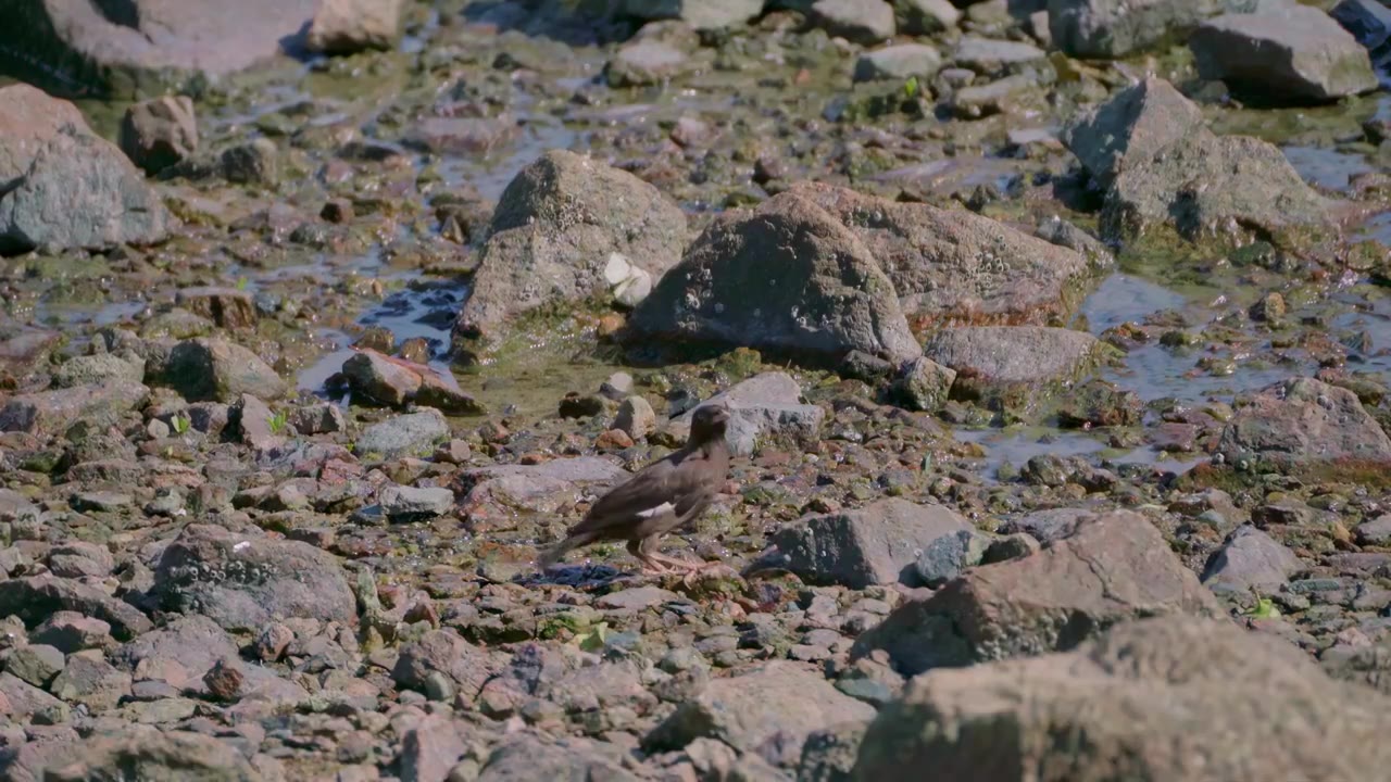 广东深圳湾滨海公园，雀形目八哥在户外活动视频素材