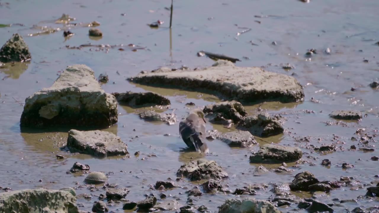 广东深圳湾滨海公园，雀形目黑领椋鸟在海滩淤泥里玩耍视频素材