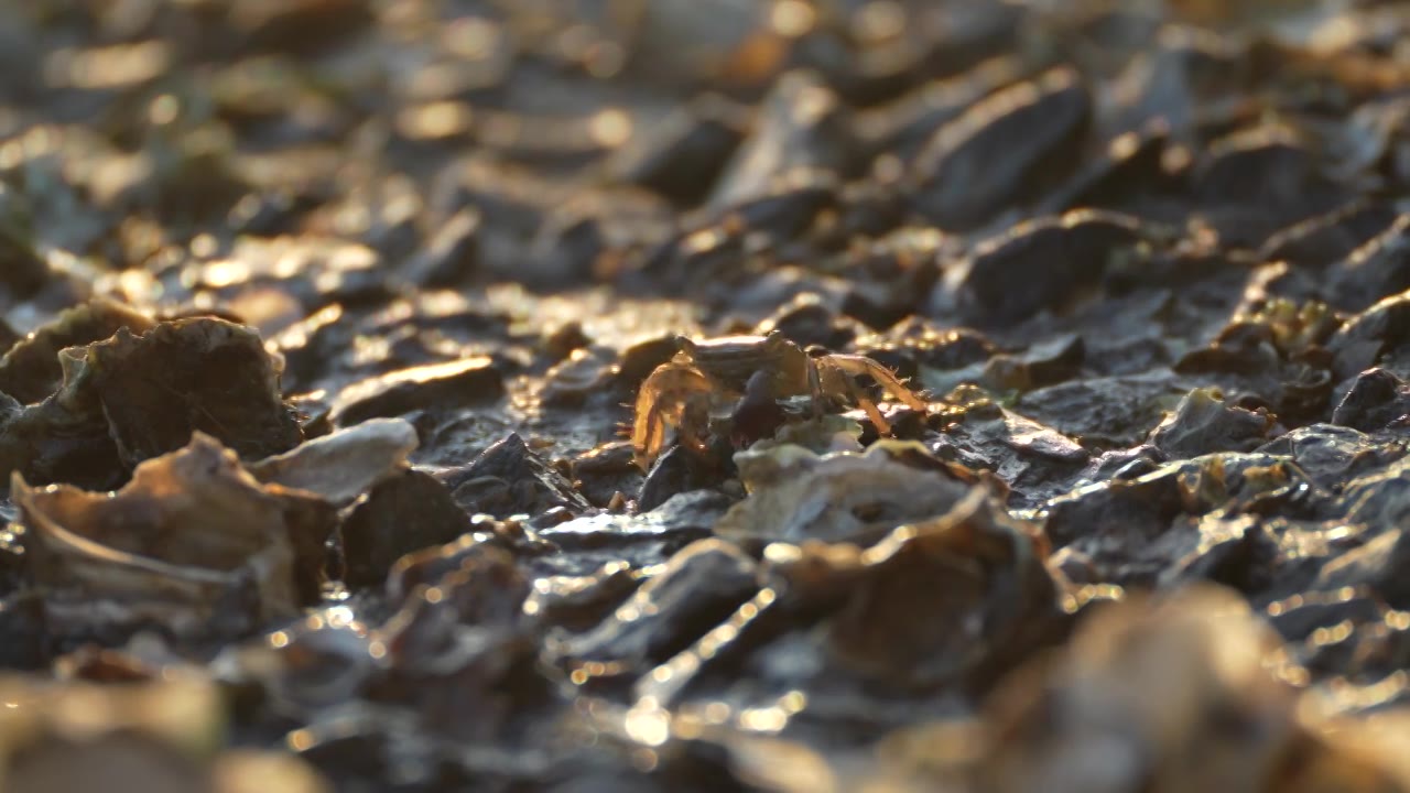 黄昏下深圳海边西湾红树林吃海藻的螃蟹视频素材