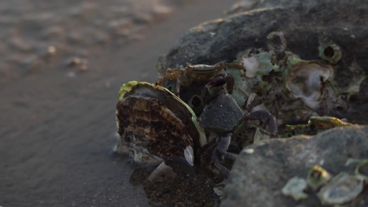 黄昏下深圳海边西湾红树林岩石上打架的螃蟹视频素材