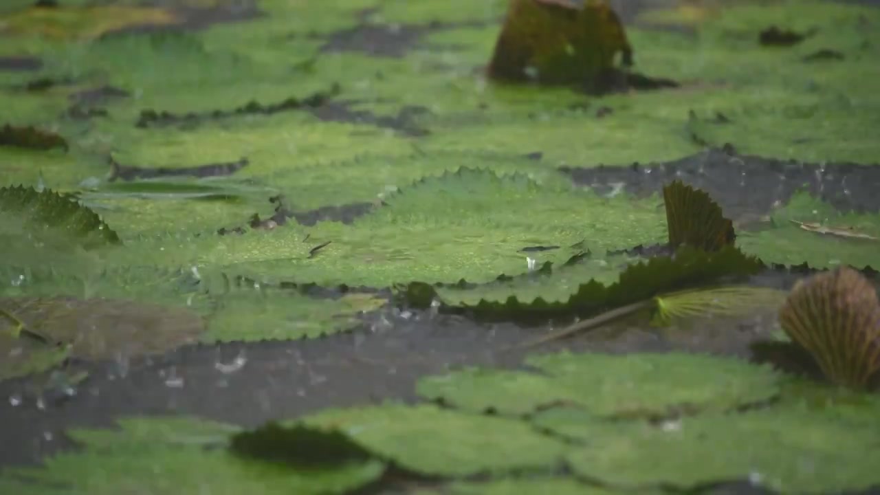 暴雨天的荷塘景观视频素材