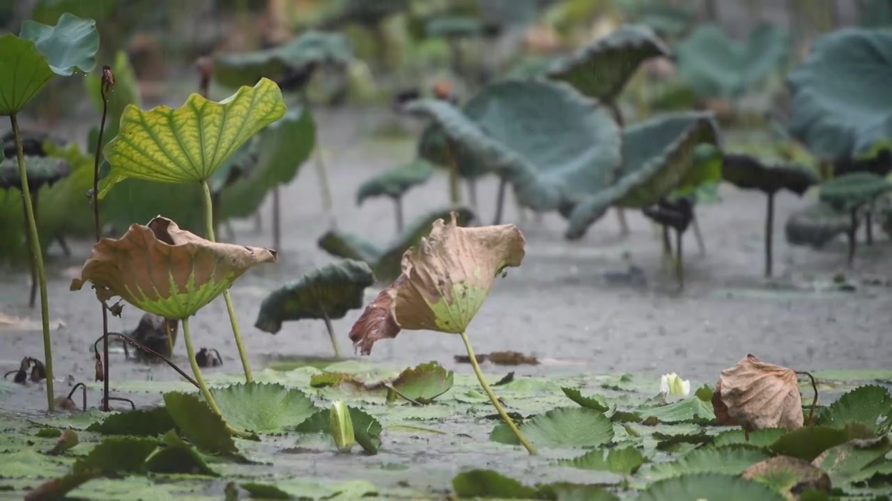 暴雨天的荷塘景观视频素材