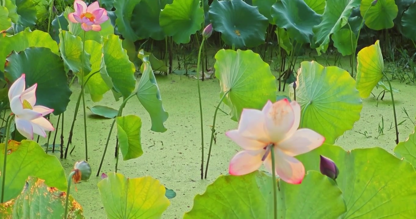 夏荷视频素材