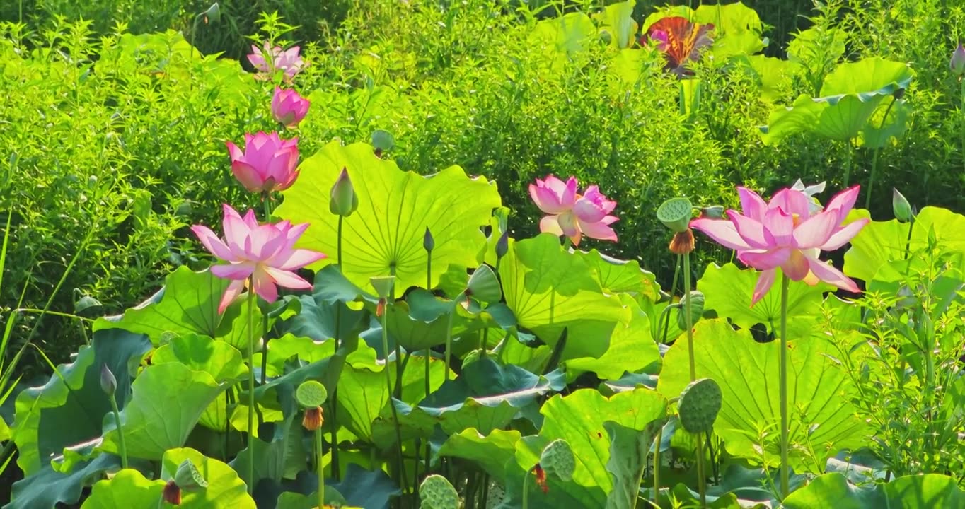 夏荷视频素材