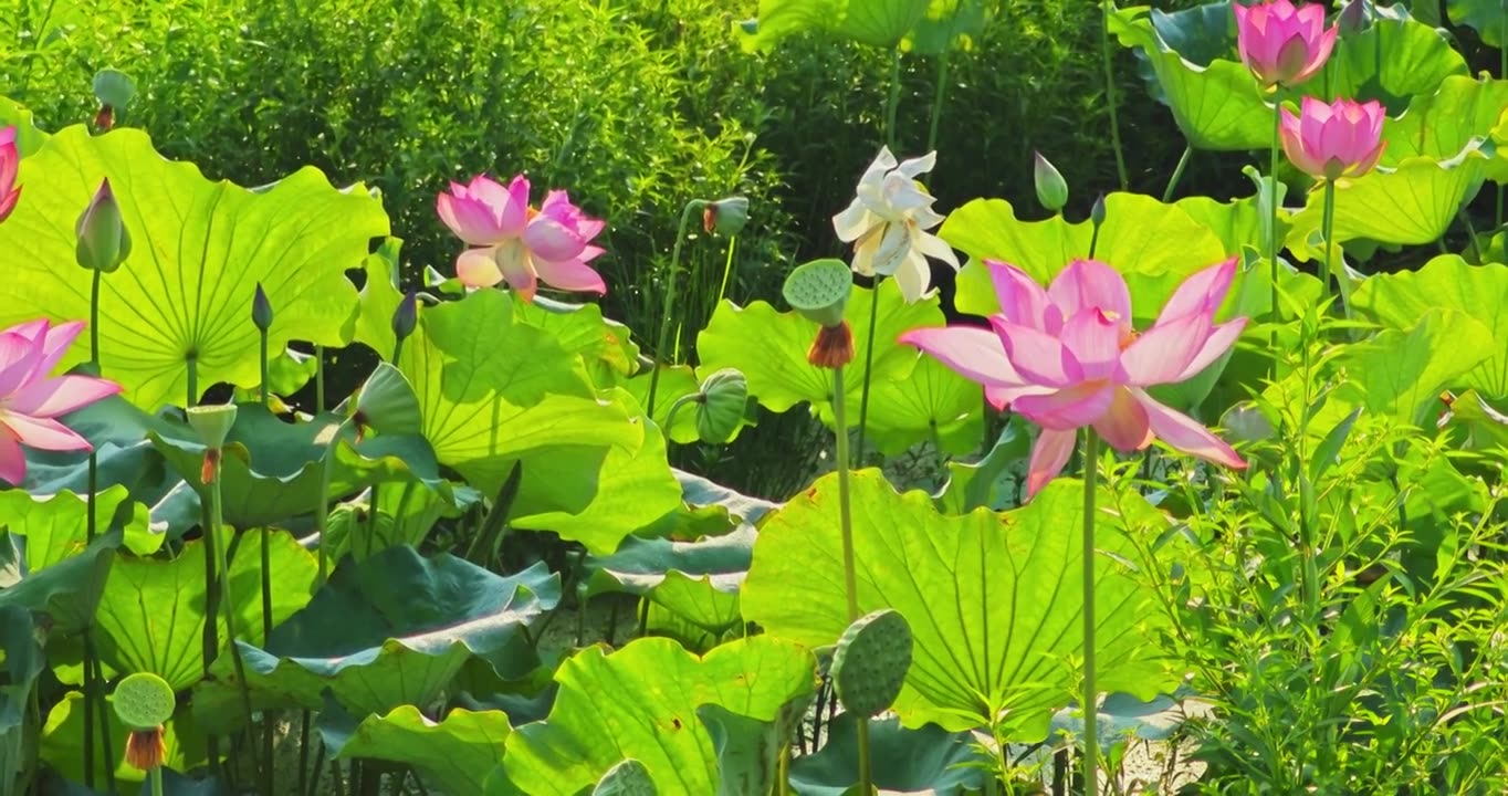 夏荷视频素材