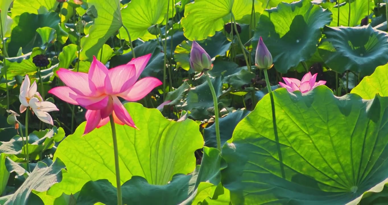 夏荷视频素材