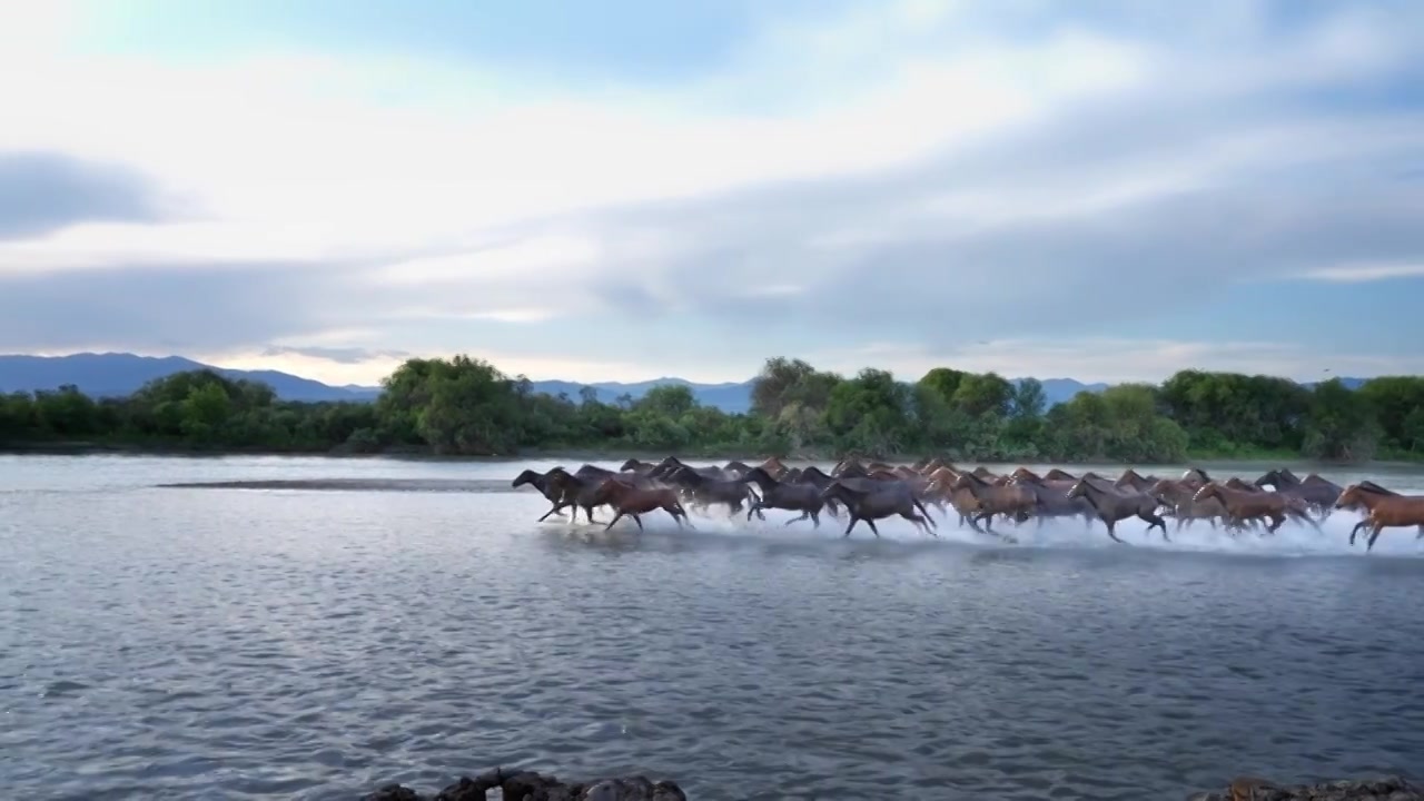 新疆昭苏湿地公园天马浴河视频素材