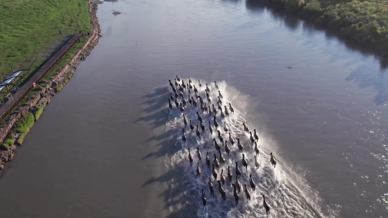 新疆昭苏湿地公园天马浴河视频素材