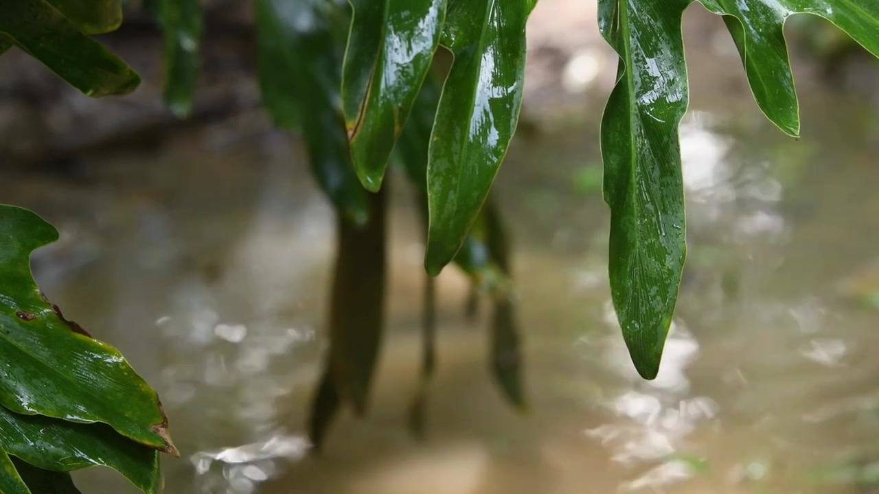 雨滴落入水坑荡起涟漪视频素材