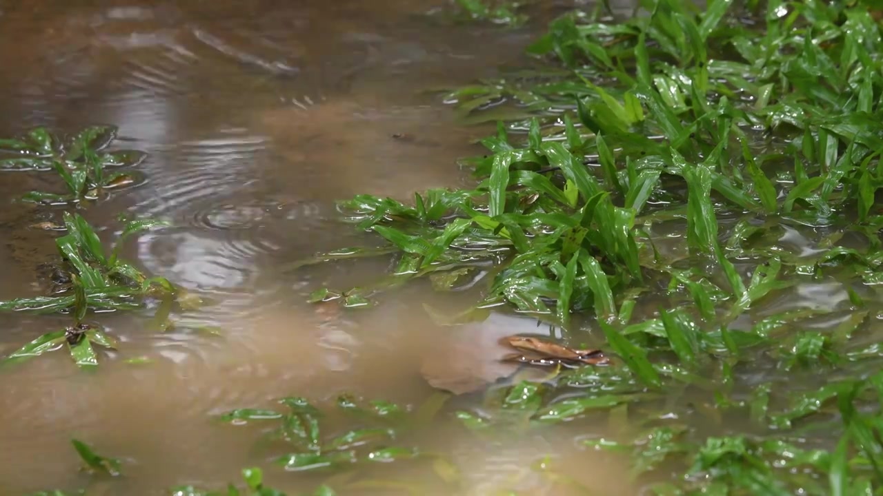 雨滴落入水坑荡起涟漪视频素材