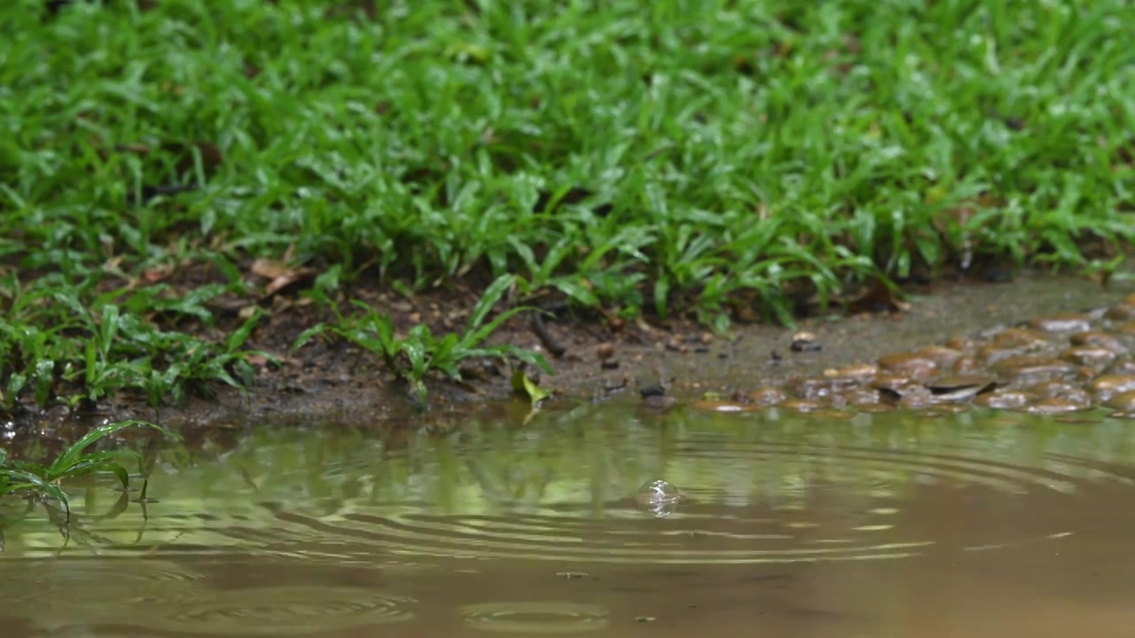 雨滴落入水坑荡起涟漪视频素材