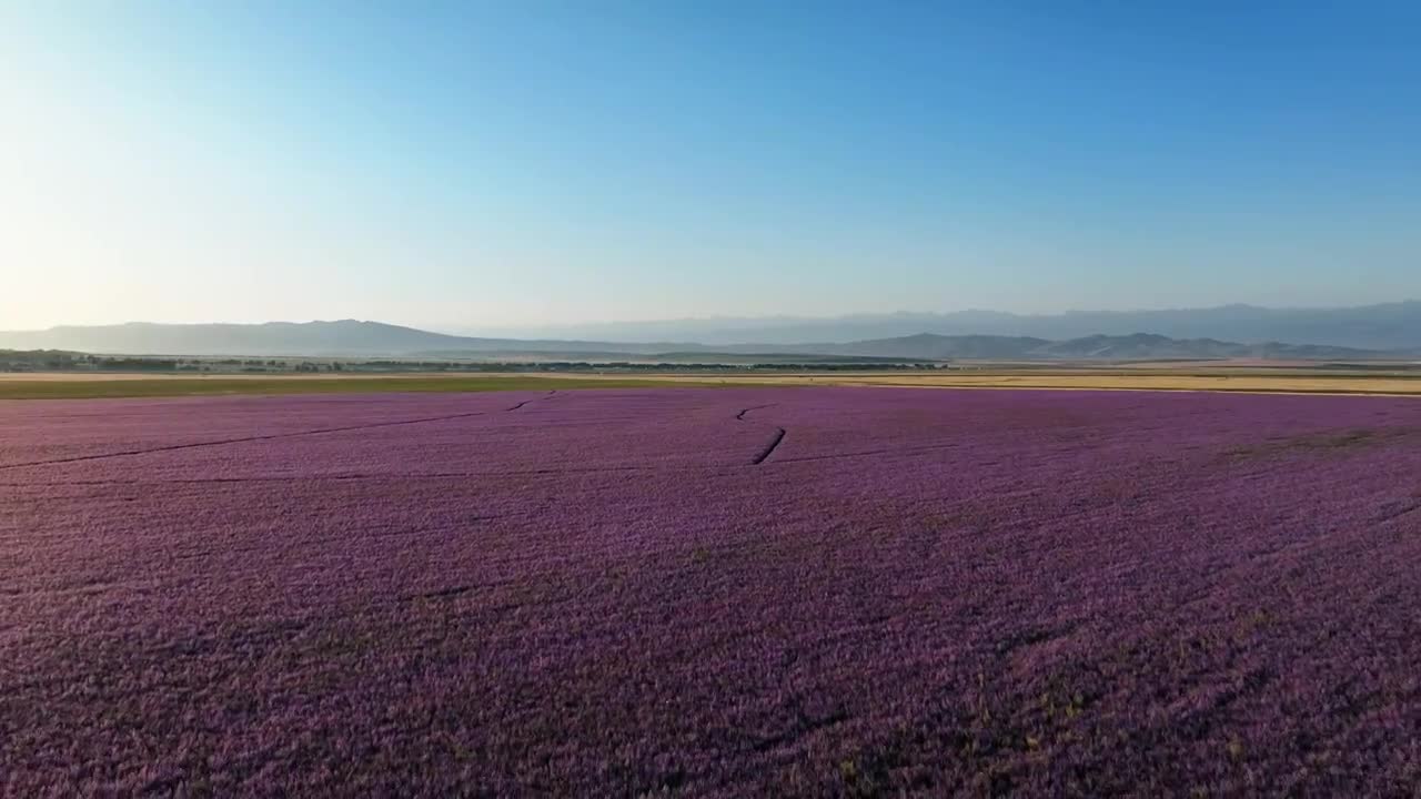 薰衣草花海昭苏紫苏花海视频素材