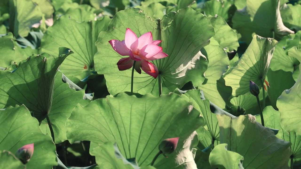 阳光透过古典韵味的荷花荷叶花苞视频素材