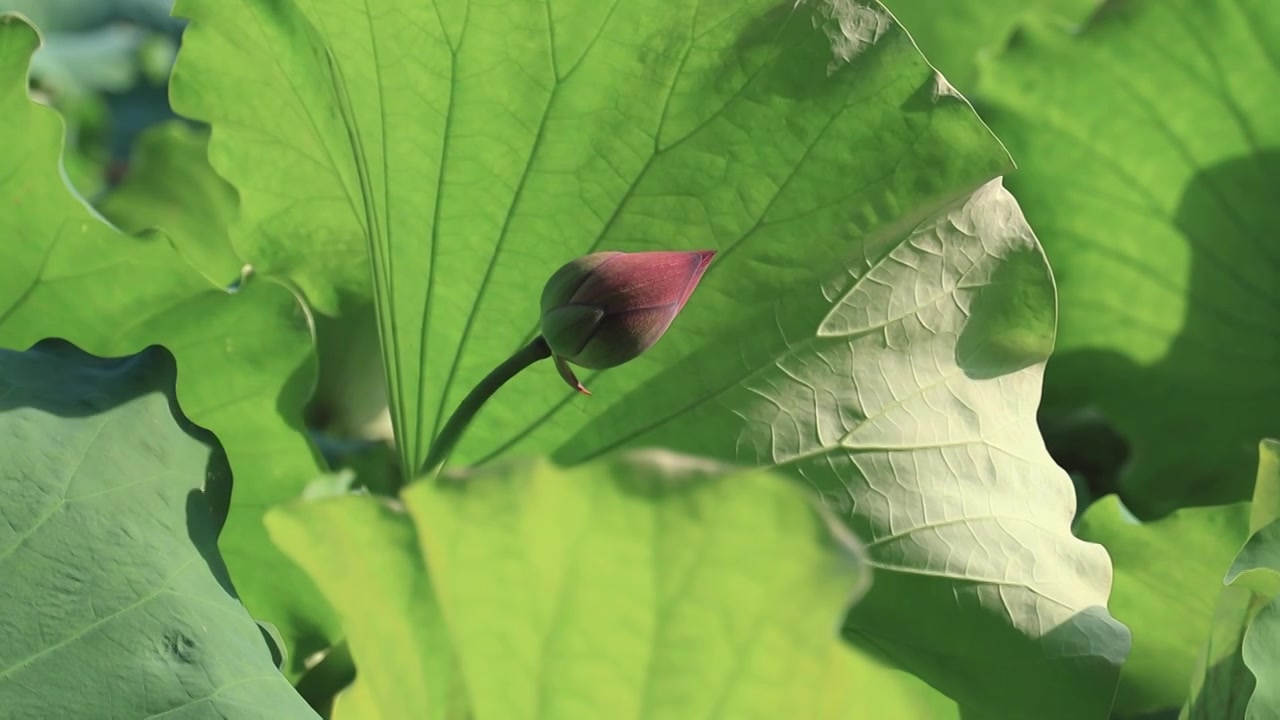 阳光透过古典韵味的荷花荷叶花苞视频素材