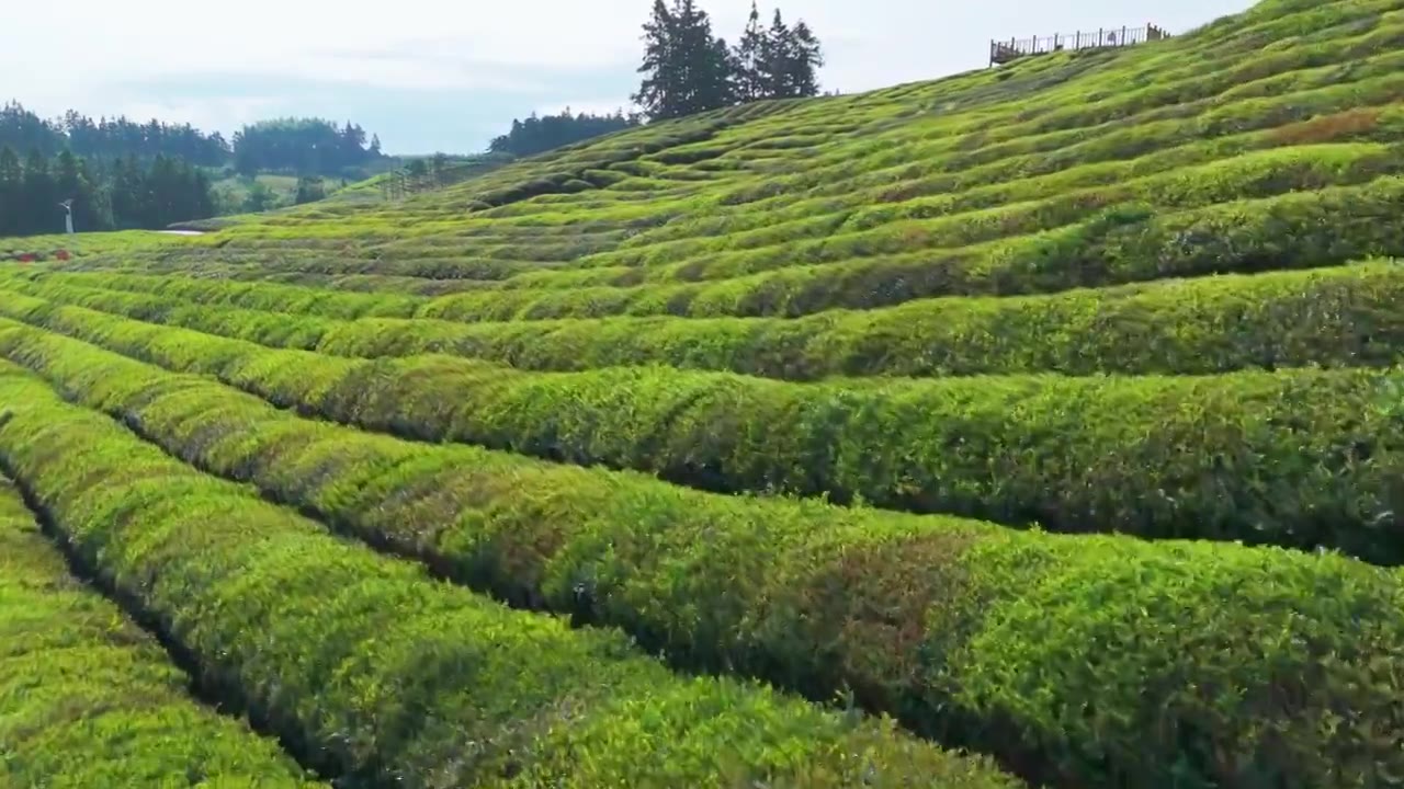 江西景德镇市浮梁县史子园茶山风光航拍视频素材