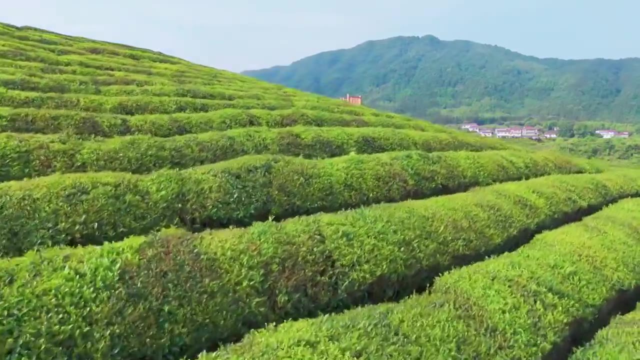 江西景德镇市浮梁县史子园茶山风光航拍视频素材