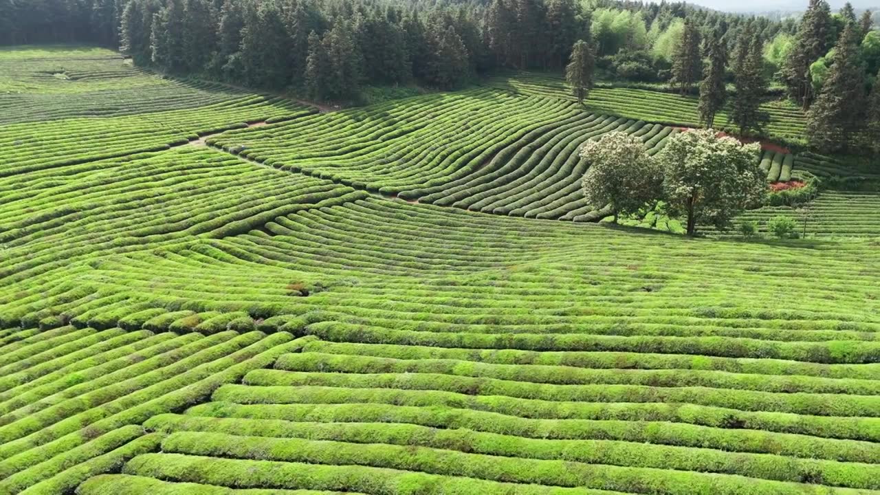 江西景德镇市浮梁县史子园茶山风光航拍视频下载