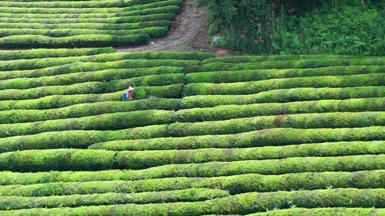 江西景德镇市浮梁县史子园茶山风光航拍视频下载