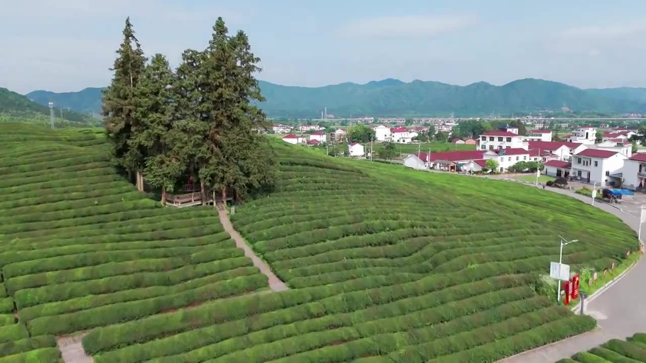 江西景德镇市浮梁县史子园茶山风光航拍视频素材