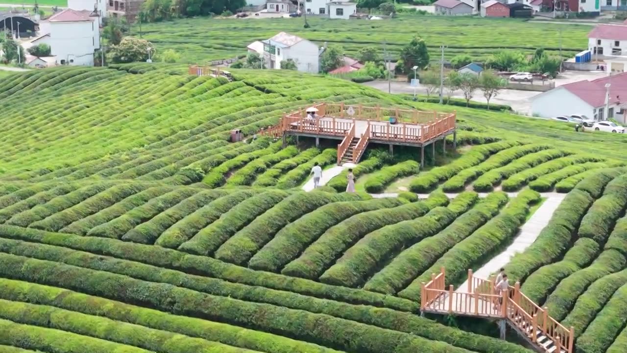 江西景德镇市浮梁县史子园茶山风光航拍视频素材