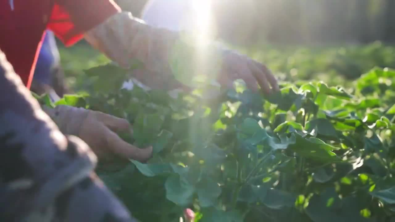 棉花棉花田新疆棉花田棉花种植管理视频下载