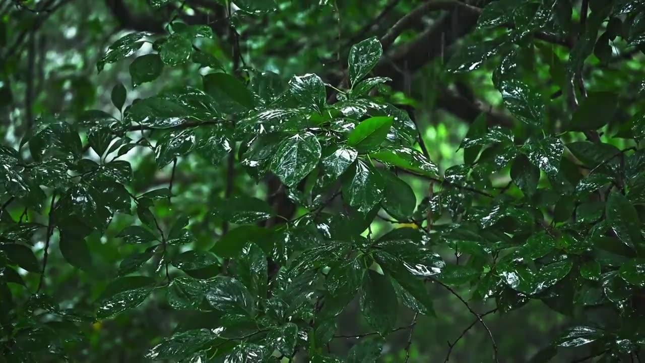 夏季雨水下大雨慢镜头植物雨滴视频素材