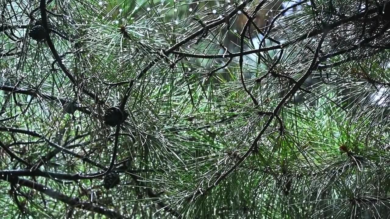 夏季雨水下大雨慢镜头植物雨滴视频素材