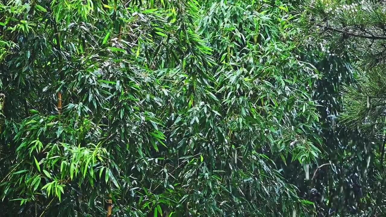 夏季雨水下大雨慢镜头植物雨滴视频素材