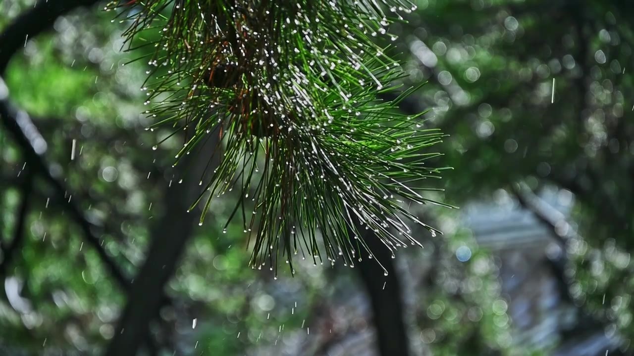 夏季雨水下大雨慢镜头植物雨滴视频素材